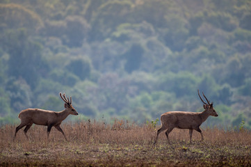 Hog deer walking on grassland at Wildlife Sanctuary of Thailand.