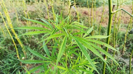 Cannabis or Marijuana Plant Side View