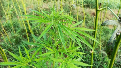 Cannabis or Marijuana Plant Side View