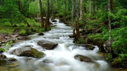 Stream flowing over mossy rocks in green forest