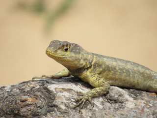Observational Lizard in the Desert
