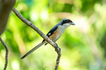 Adult Long-tailed Shrike perched on a branch