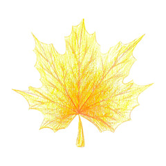Yellow red maple leaf with colored pencils. Isolated on white background. Color pencils texture.