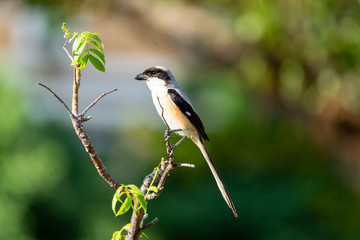 Adult Long-tailed Shrike perched on a branch