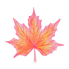 Red orange maple leaf with colored pencils. Isolated on white background. Color pencils texture.