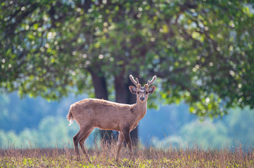 Hog deer standing on grassland at Wildlife Sanctuary of Thailand.