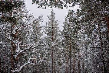 Pine forest in the winter. White snow on trees with green needles. Large bending branches. The...