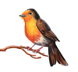 Pretty bird on a tree branch. Ink and watercolor illustration