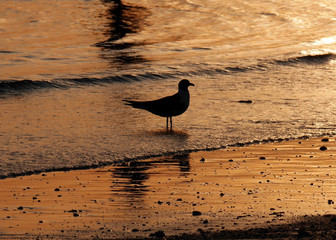 A Sandpiper stands in a shallow tide pool along the Gulf of Mexico in the slow of an orange sunset.