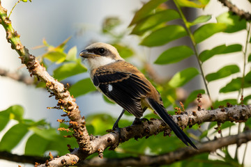 Juvenile Long-tailed shrike perched on a branch