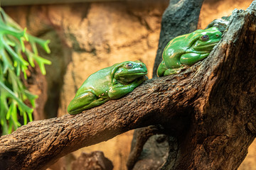 two Australian green tree frog (Ranoidea caerulea) sitting on log