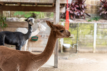 a brown shaved llama in a stable