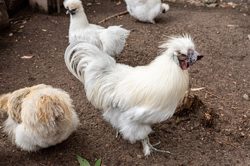 male silkie chicken looking for food