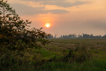 Sunset at Paddy Field