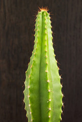 Fragment of a mini-cactus Cereus validus (wax candle) on a black wooden background.