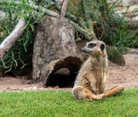 meerkat sitting on the grass keeping an eye out for predators (Suricata suricatta)