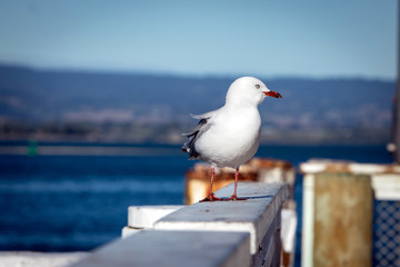 Seagull standing in morning sunlight