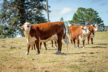 Fototapeta na wymiar Dairy Cow on Farm New Zealand