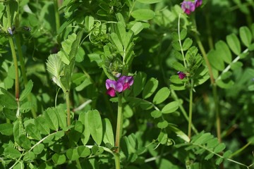 Common vetch is a weed that blooms dark purple flowers on the roadside in spring.