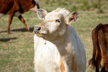 Dairy Cow on Farm New Zealand