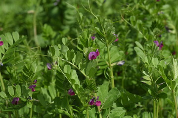 Obraz premium Common vetch is a weed that blooms dark purple flowers on the roadside in spring.