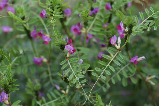 Common vetch is a weed that blooms dark purple flowers on the roadside in spring.