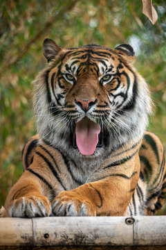 sumatran tiger sitting and sticking his tongue out