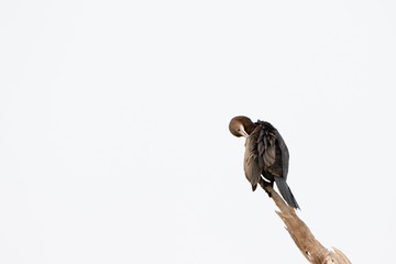 bird on a branch
