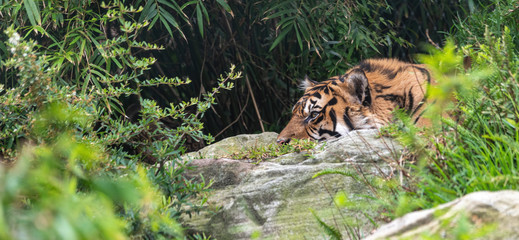sumatran tiger resting on a ledge in some bushs