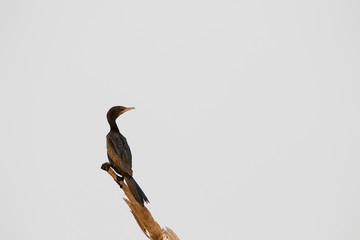 bird on a branch