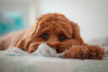 Cavoodle puppy cute