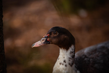 female mallard duck goose