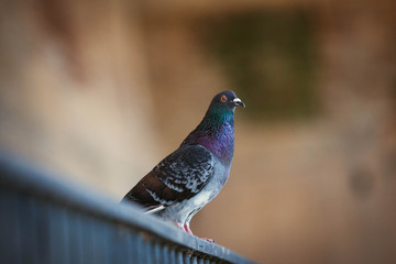 pigeon on fence