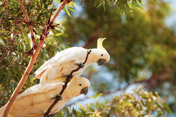 cockatoo australian wildlife