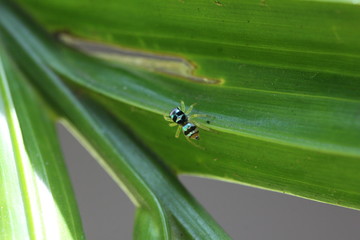 junge Springspinne - Phintella vittata