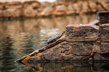 turtle on a rock