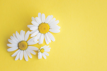 Gänseblümchen, Margeriten - Blüten auf buntem Karton, Vorlage für Design, Hintergrund