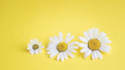 Fototapeta na wymiar Gänseblümchen, Margeriten - Blüten auf buntem Karton, Vorlage für Design, Hintergrund
