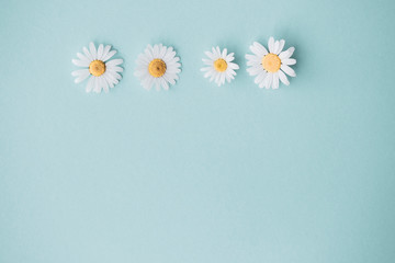 Gänseblümchen, Margeriten - Blüten auf buntem Karton, Vorlage für Design, Hintergrund