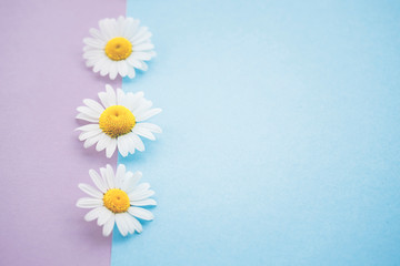 Obraz premium Gänseblümchen, Margeriten - Blüten auf buntem Karton, Vorlage für Design, Hintergrund