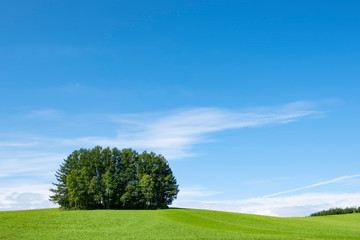 Obraz premium Mild Seven Hills Group of Pine Trees on Green Hill in Summer Blue Sky Day. Biei Patchwork Road, Biei, Hokkaido, Japan