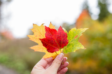 Concept of outdoor activities. Trail walking. Hiking in Canada in the Fall.