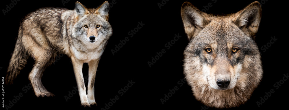Canvas Prints template of coyote and wolf with a black background