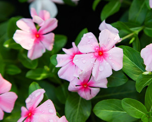 Beautiful Impatiens flowers for background