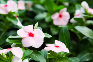 Beautiful Impatiens flowers for background