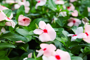 Beautiful Impatiens flowers for background