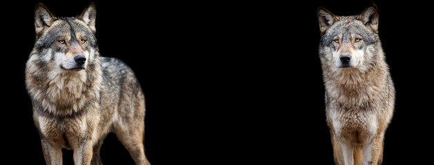 Template of Grey wolf with a black background © AB Photography