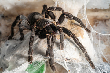 Asian species Tarantula spider Found in Thailand, the scientific name is 