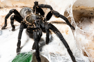 Asian species Tarantula spider Found in Thailand, the scientific name is 