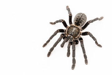 Asian species Tarantula spider Found in Thailand, the scientific name is 